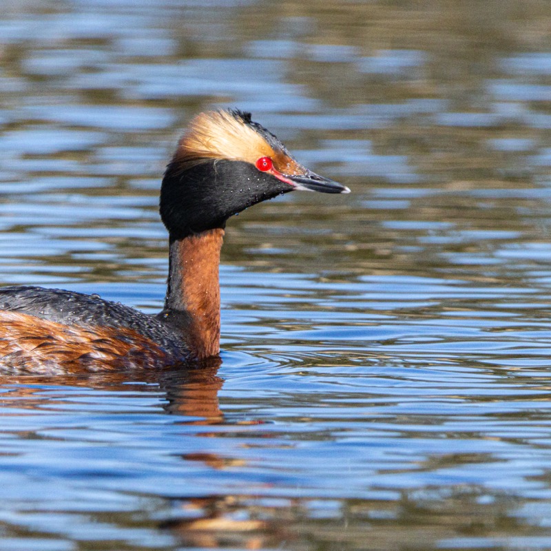 Horned Grebe Headshot